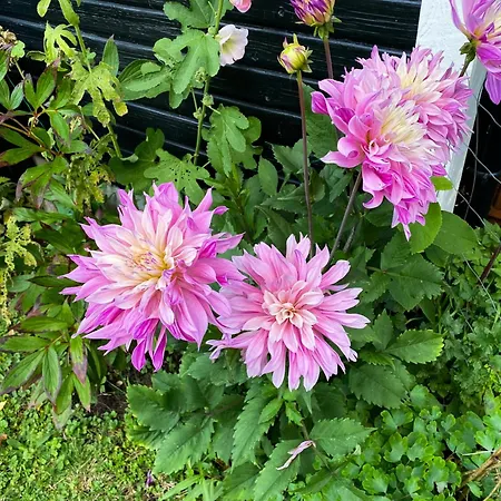 別荘 Charming Summer House On Oro With Natural Plot